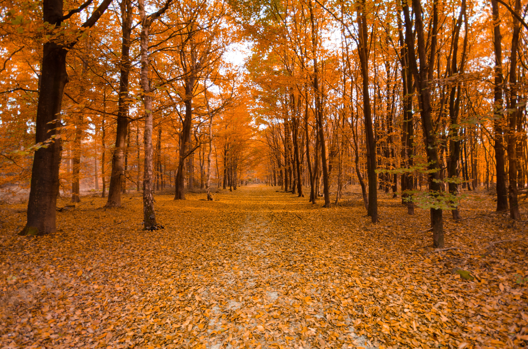 Autumn walk